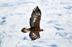 Steinadler - Zum Vergroessern klicken!